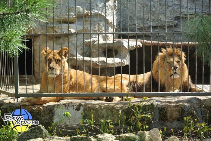 зоопарк пылышенко берберийские львы катя и самсон васильевка экскурсия